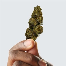 Fleur de CBD - BLUEBERRY