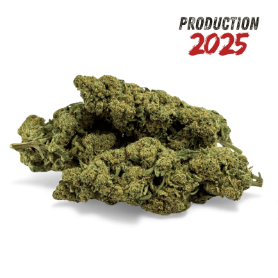 Fleur de CBD Super White Frost Greenhouse