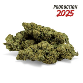 Fleur de CBD Super White Frost Greenhouse