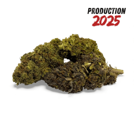 Fleur de CBD Mandarine Haze Greenhouse