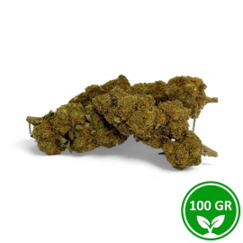 Fleur CBD Critical+ Greenhouse 8% Grossiste | Fournisseur Pro