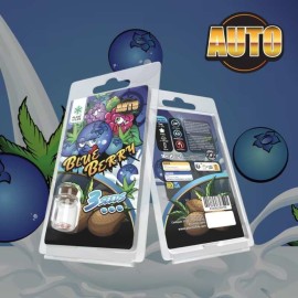 3 Graines Blueberry AUTO | Plant of Life