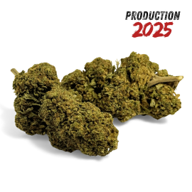 Fleur de CBD Black Mamba Greenhouse