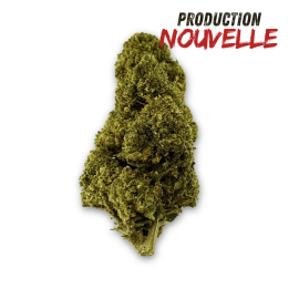 Fleur de CBD Green Crack Indoor Edition Limitée