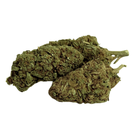 Fleur Tropical Haze 2.0 CBDX (CBD Xtrem)  NL-1 Indoor