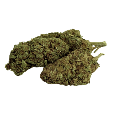 Fleur Tropical Haze 2.0 CBDX (CBD Xtrem)  NL-1 Indoor