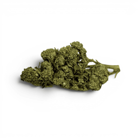 Fleur de CBD White Dawg Indoor