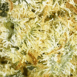 Fleur CBD Juicy Fruit - Indoor
